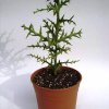 Euphorbia_stenoclada